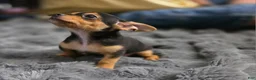 Chorkie dogs for sale: Blackie - Ad 5