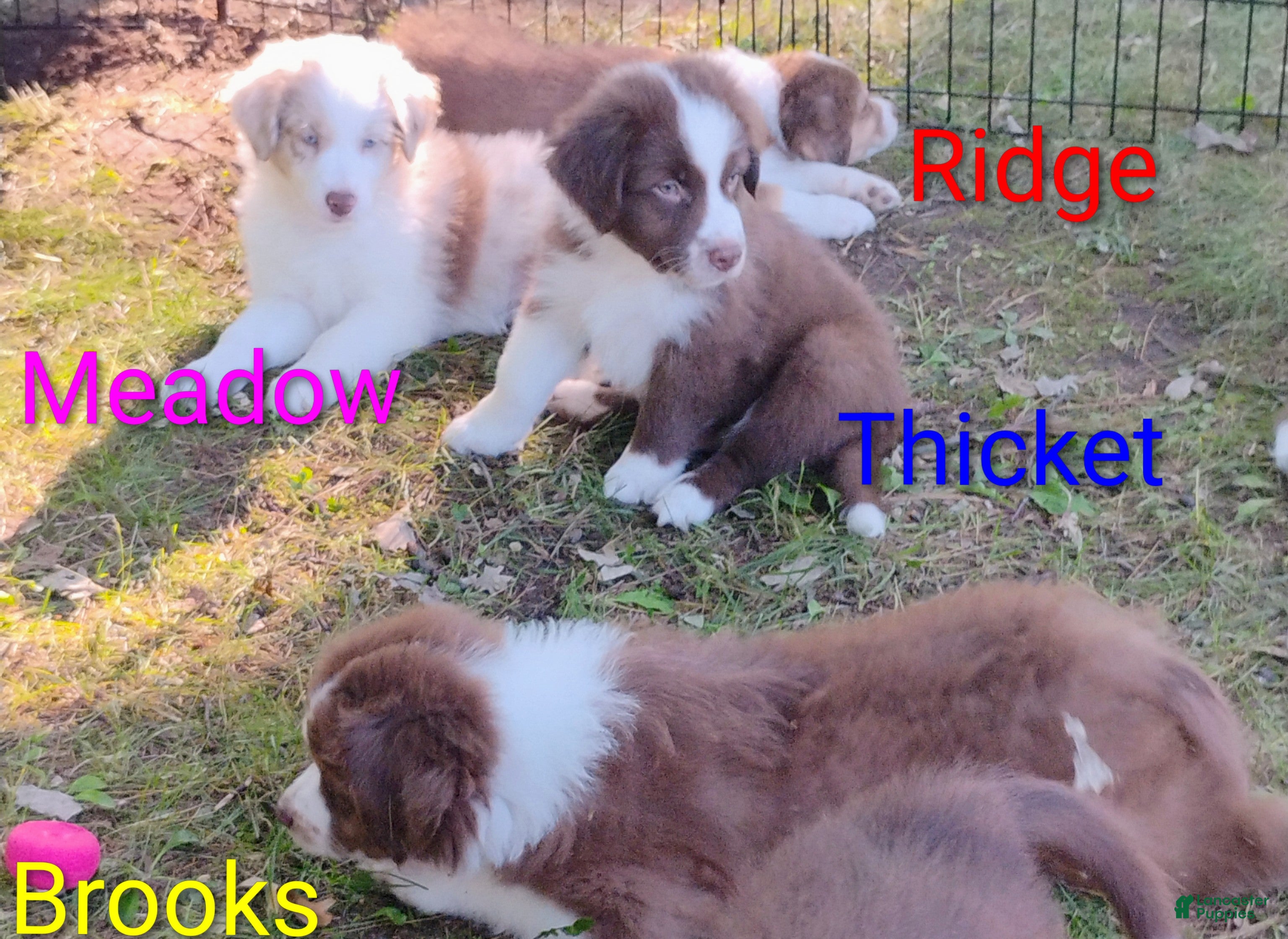 Australian Shepherd dogs Brooks - Ad 1