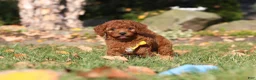 Cavapoo dogs for sale: Pearl - Ad 18