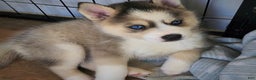 Pomsky dogs for sale: Pomsky Puppy 2 - Ad 1