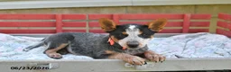 Australian Cattle Dog dogs for sale: Salt - Ad 5