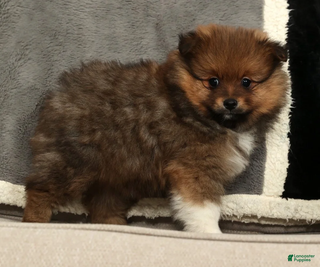 Pomeranian dogs for sale: Bella - Ad 3