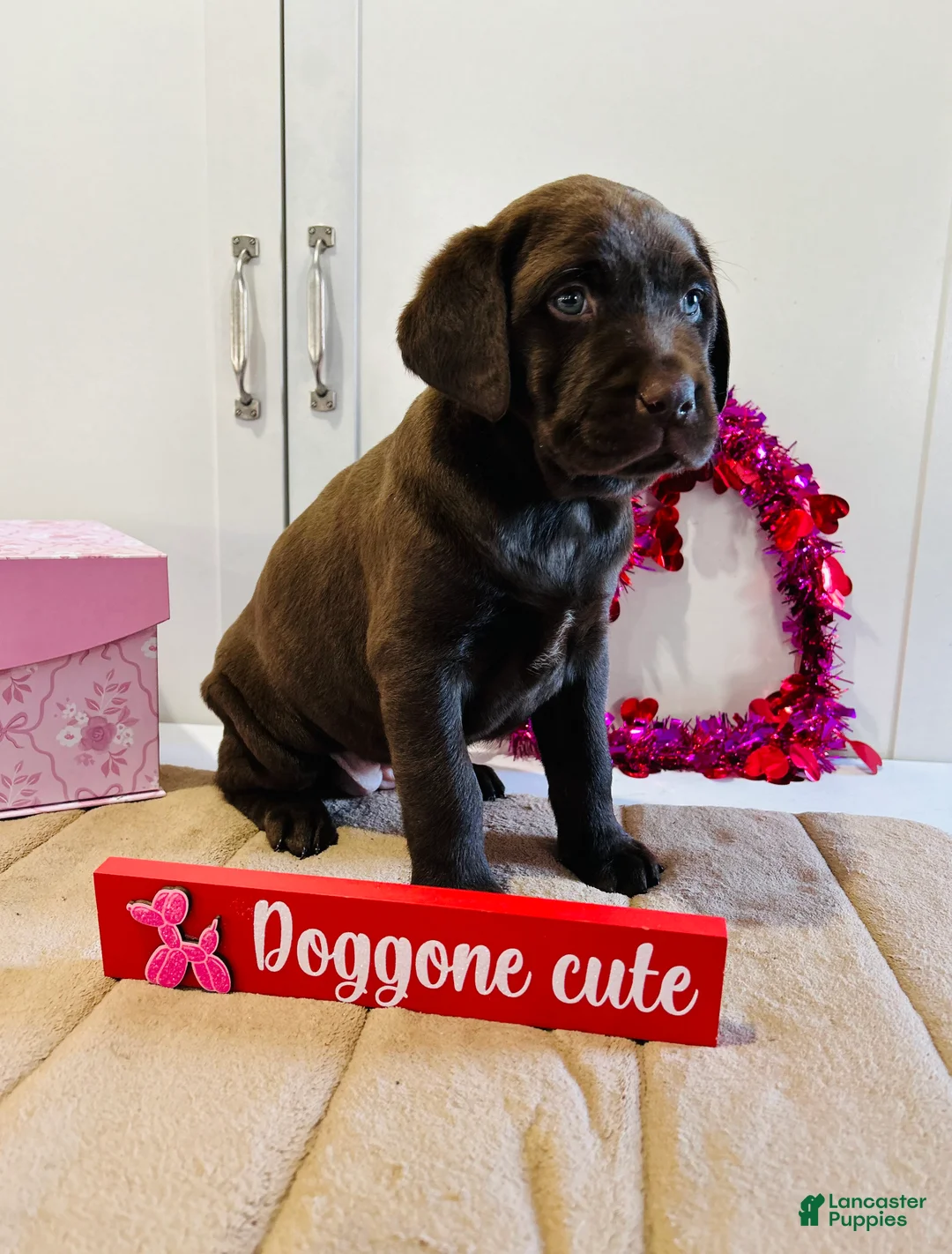 Labrador Retriever dogs for sale: Lilly - Ad 10