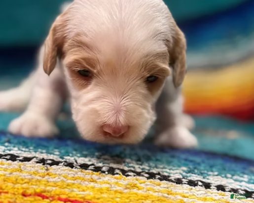 Mini Bernedoodle dogs Snow - Ad 26