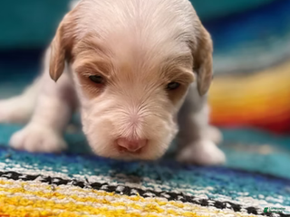 Mini Bernedoodle dogs Snow - Ad 3