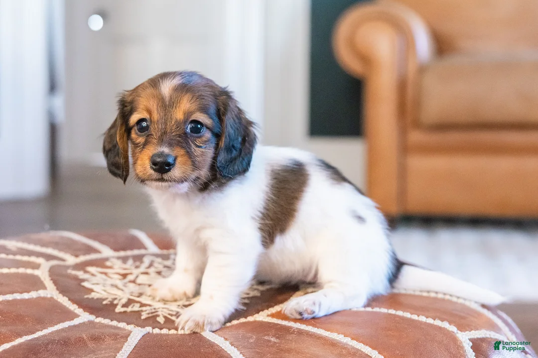 Miniature Dachshund dogs for sale: Schnitzelina von Dramapaws - Ad 2