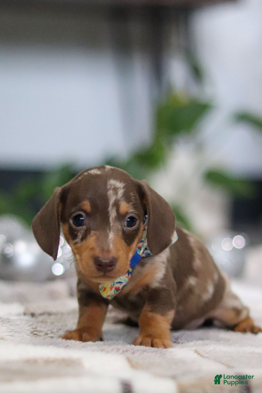 Miniature Dachshund dogs for sale: Rudolph - Ad 4
