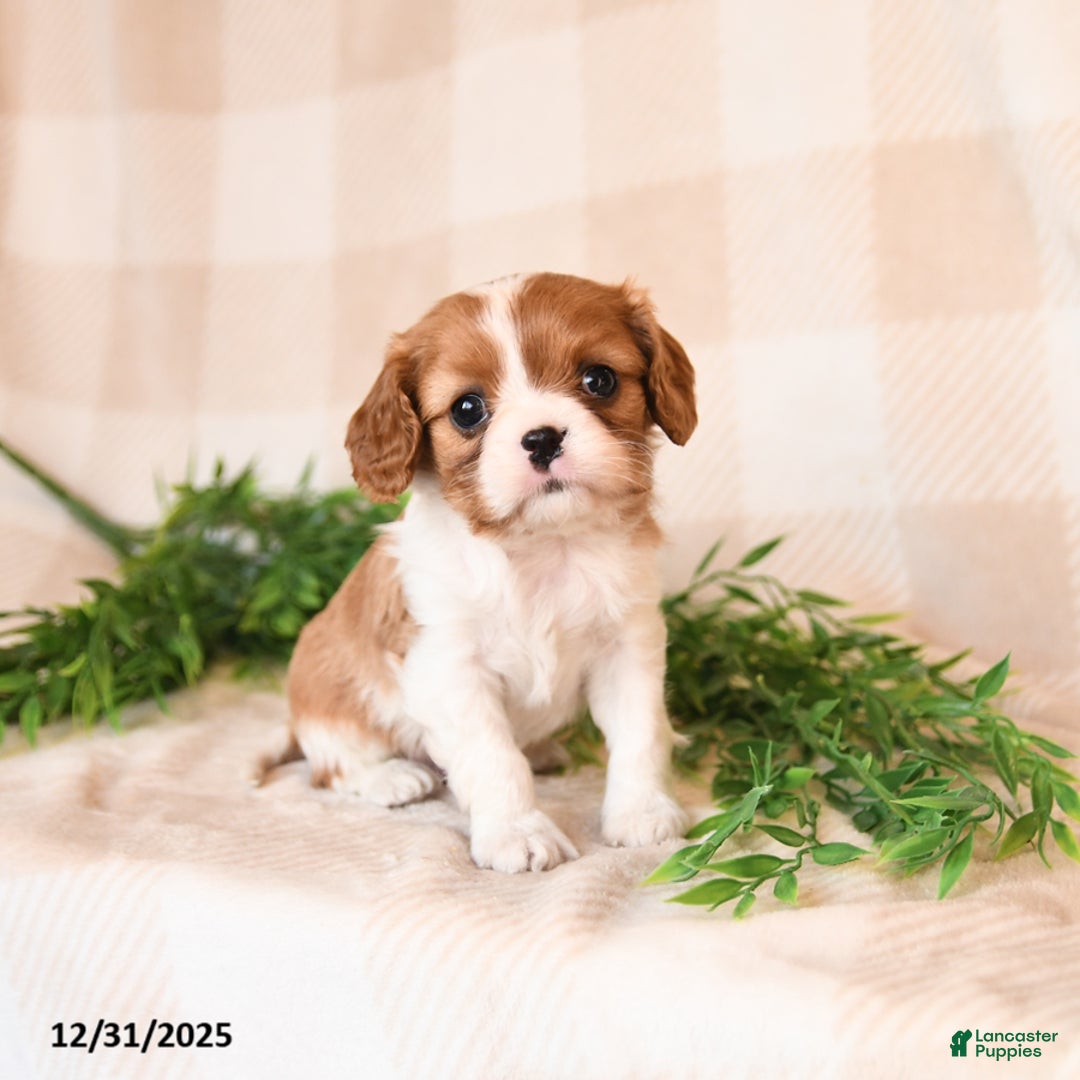 Cavalier King Charles Spaniel dogs for sale: Skippy - Ad 1