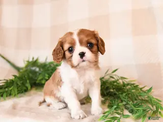 Cavalier King Charles Spaniel dogs Skippy - Ad 42