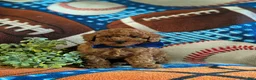 Miniature Poodle dogs for sale: Skylar - Ad 2