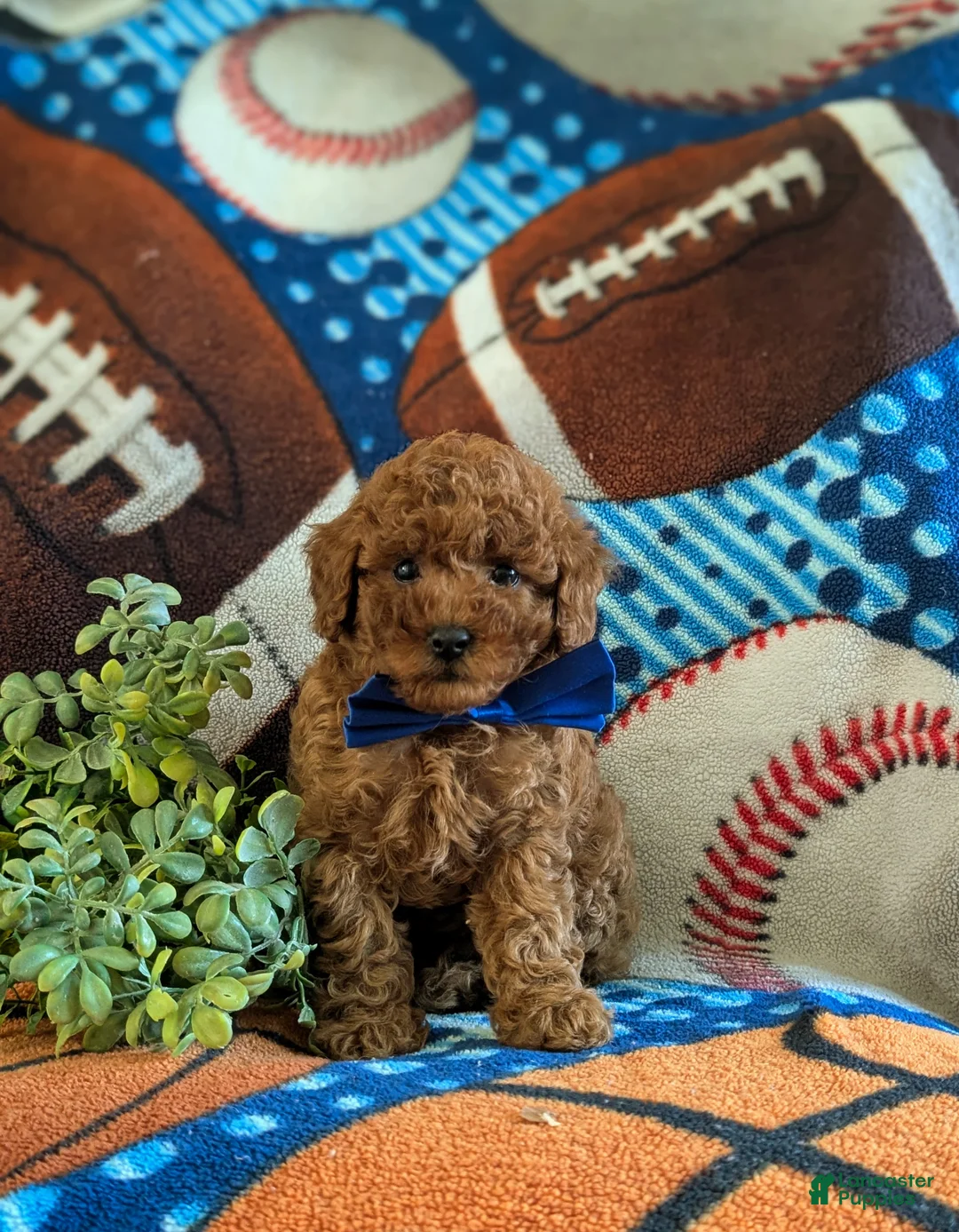 Miniature Poodle dogs for sale: Skylar - Ad 2