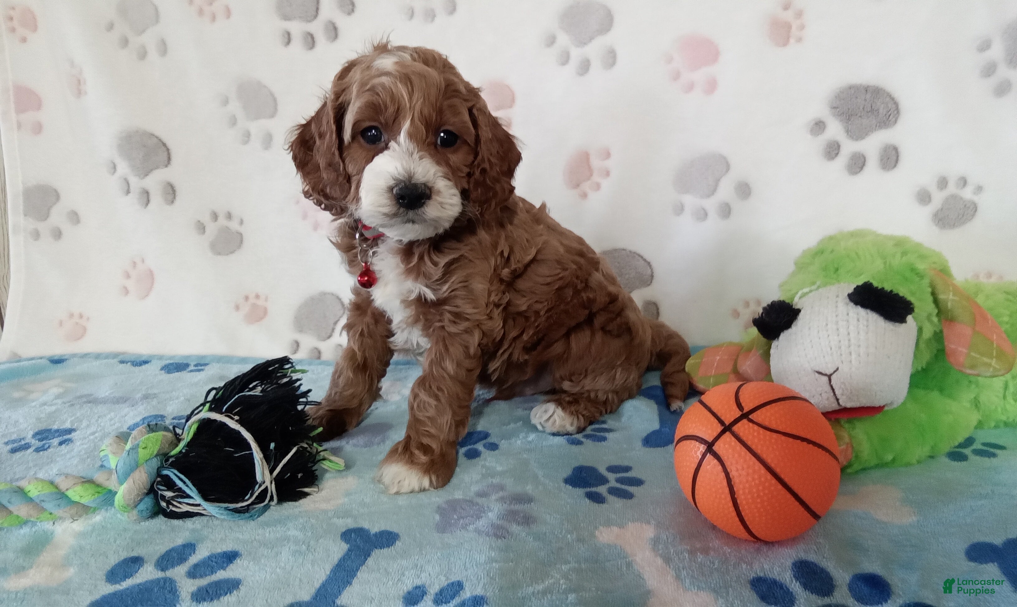 Cockapoo dogs Scooter  - Ad 2