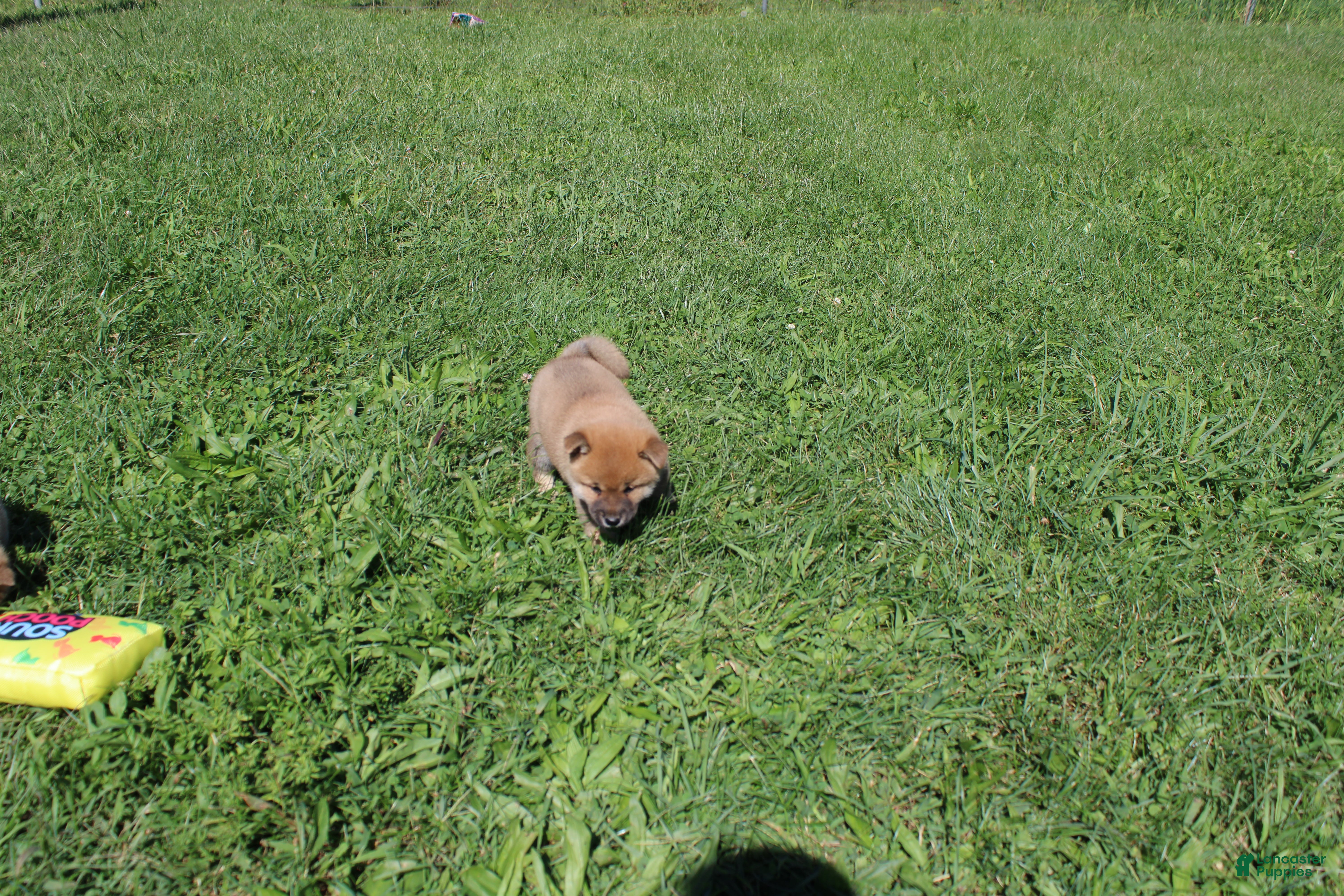 Shiba Inu dogs Beef - Ad 1