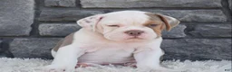 Beabull dogs for sale: Bruno  - Ad 5