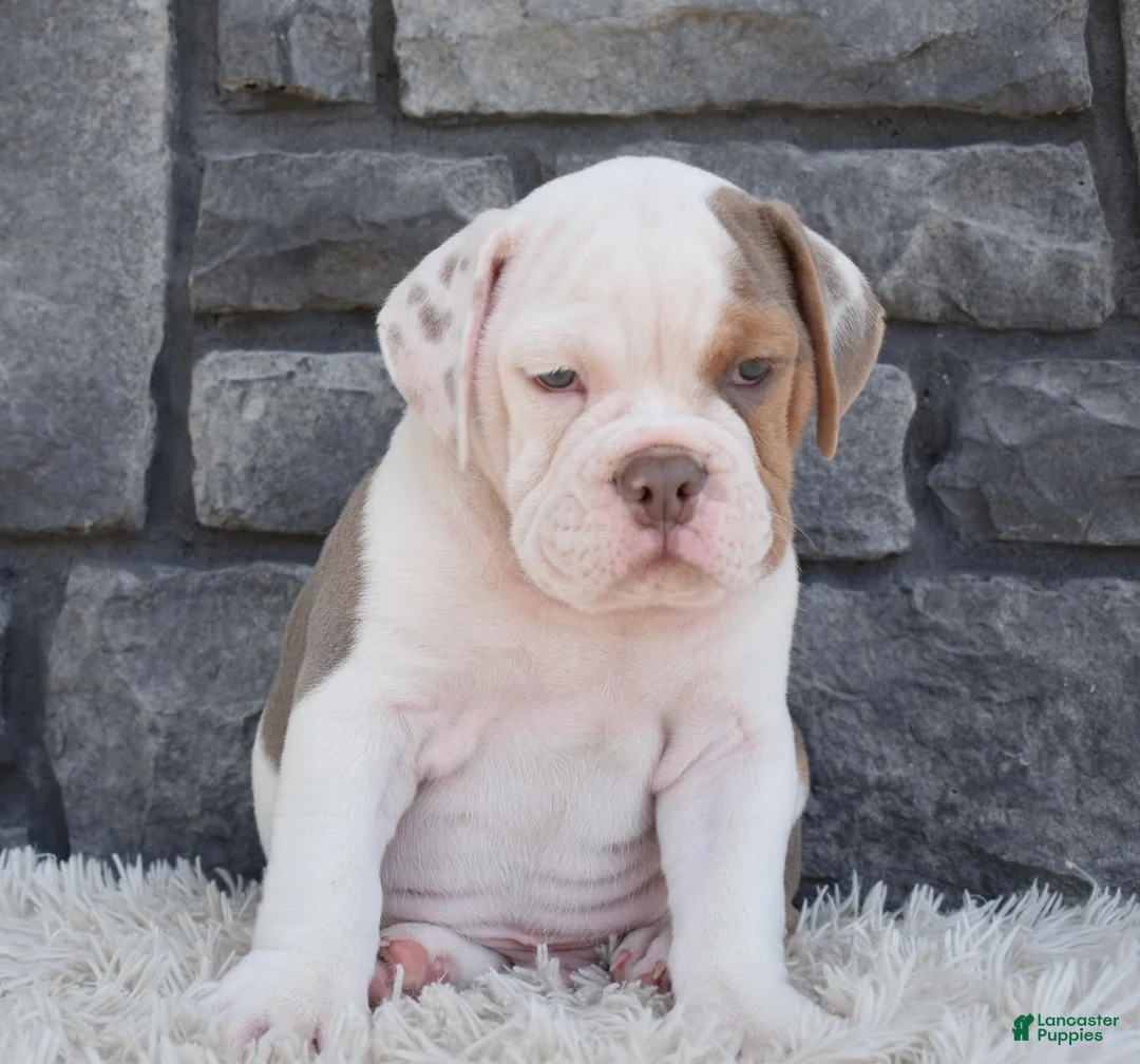 Beabull dogs for sale: Bruno  - Ad 5