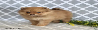 Myla