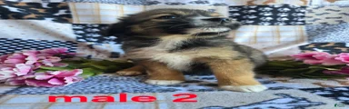 Mixed Breed 2