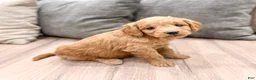 Mini Goldendoodle dogs for sale: Phoebe - Ad 3