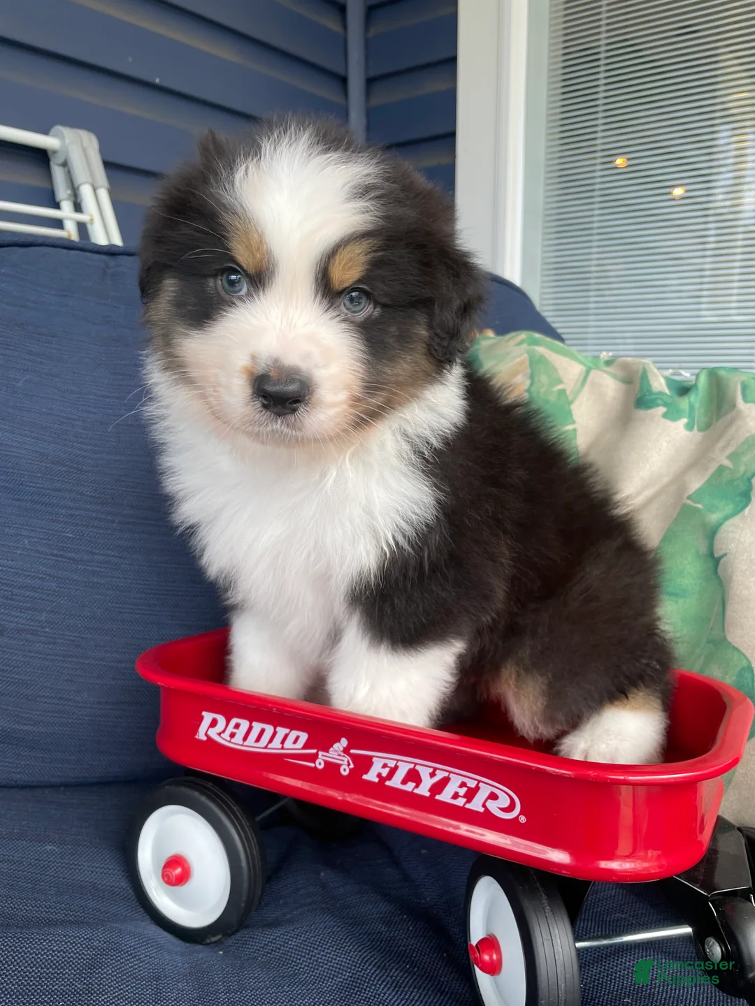 Australian Shepherd dogs for sale: Australian Shepherd-Mel - Ad 1