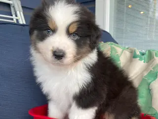 Australian Shepherd dogs Australian Shepherd-Mel - Ad 4