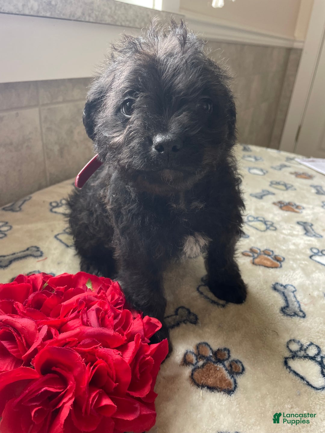 Mixed Breed dogs for sale: Sprout - Ad 2