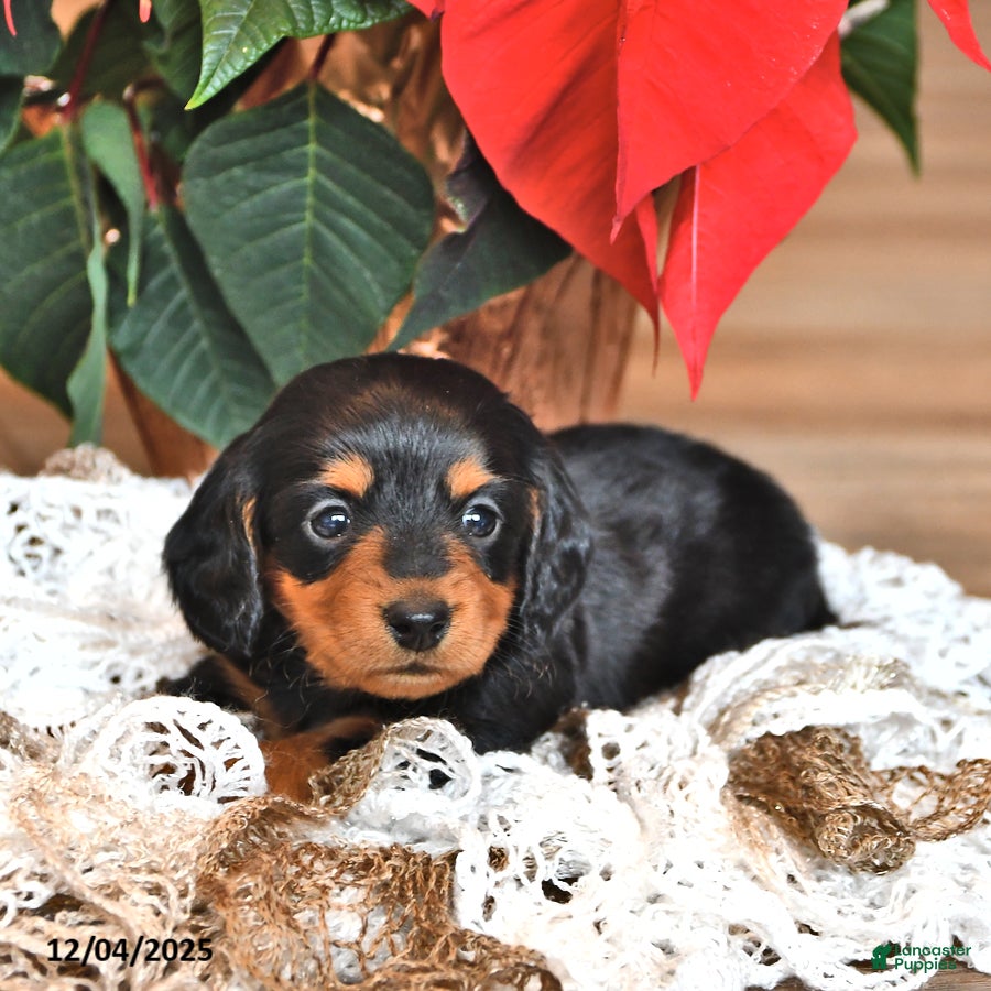 Miniature Dachshund dogs Stewart - Ad 2