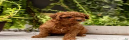 Toy Poodle dogs for sale: AKC Bruno - Ad 7