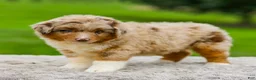 Miniature Australian Shepherd dogs for sale: Gavin - Ad 3