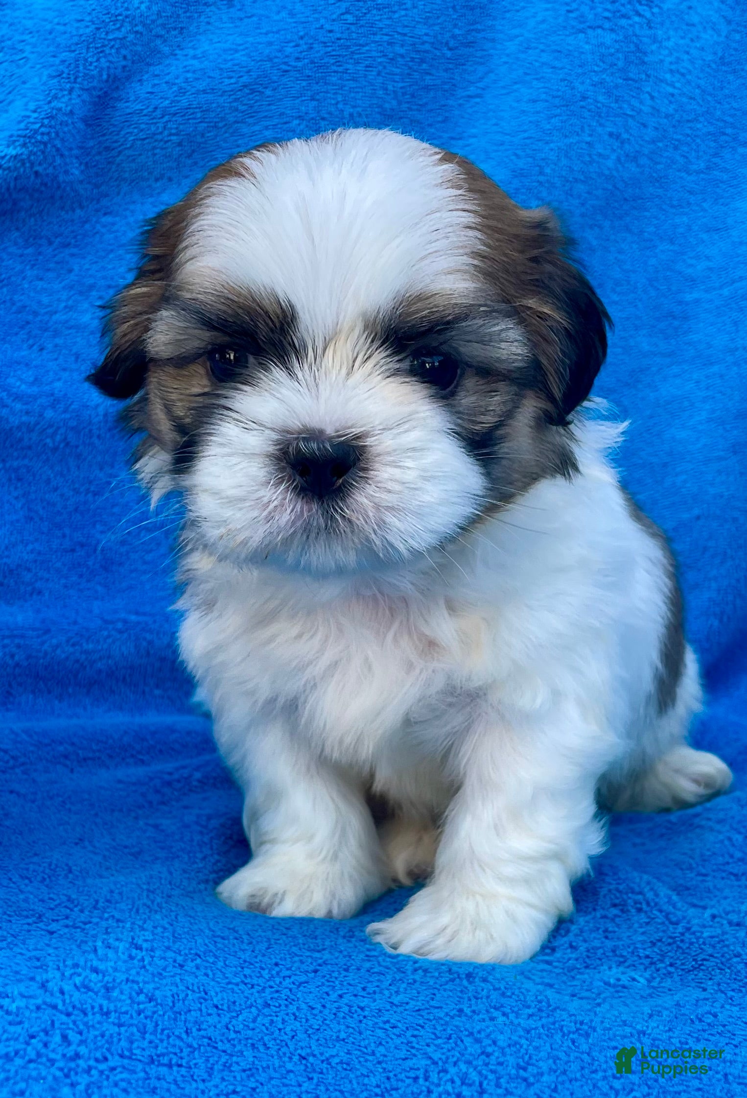 Shih Tzu dogs Bobby  - Ad 1