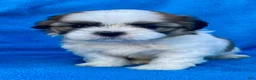 Shih Tzu dogs for sale: Bobby  - Ad 1