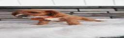 Cavapoo dogs for sale: Oscar  - Ad 3