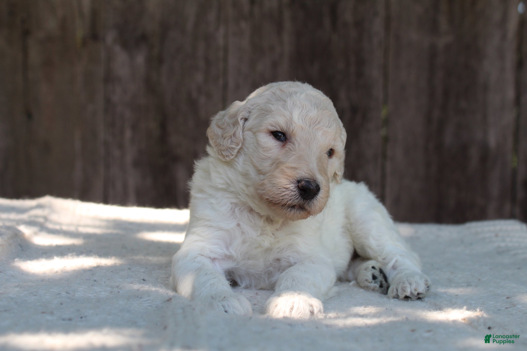 Standard Poodle dogs for sale: River AKC Standard Poodle  - Ad 1