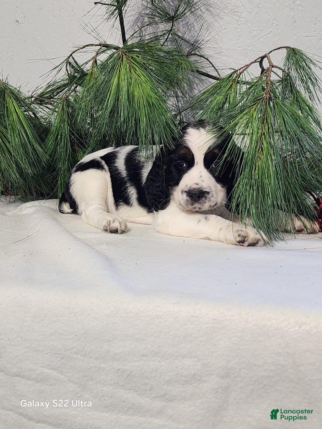 English Springer Spaniel dogs for sale: Miller  - Ad 2