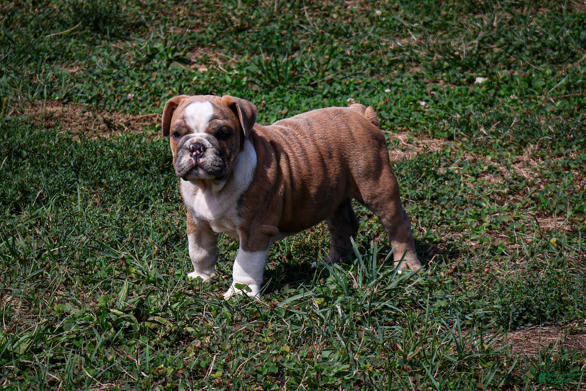 English Bulldog dogs Diesel - Ad 1