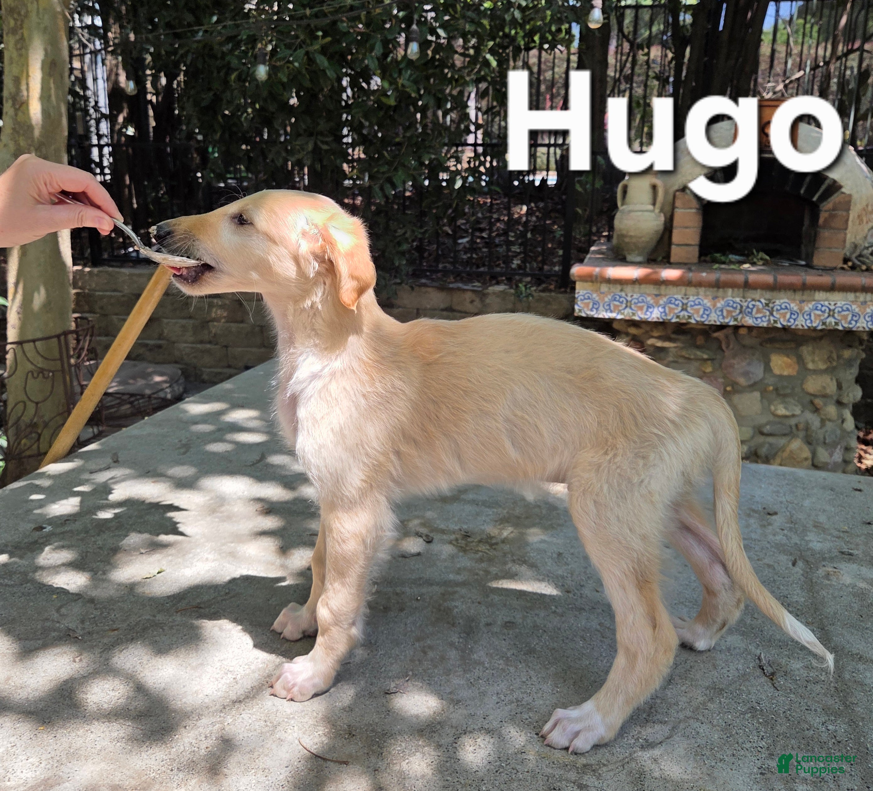 Borzoi dogs Hugo - Ad 1