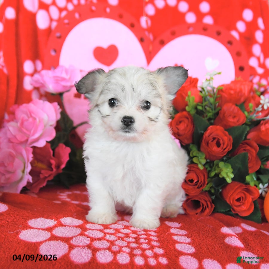 Mixed Breed dogs Baxter - Ad 2