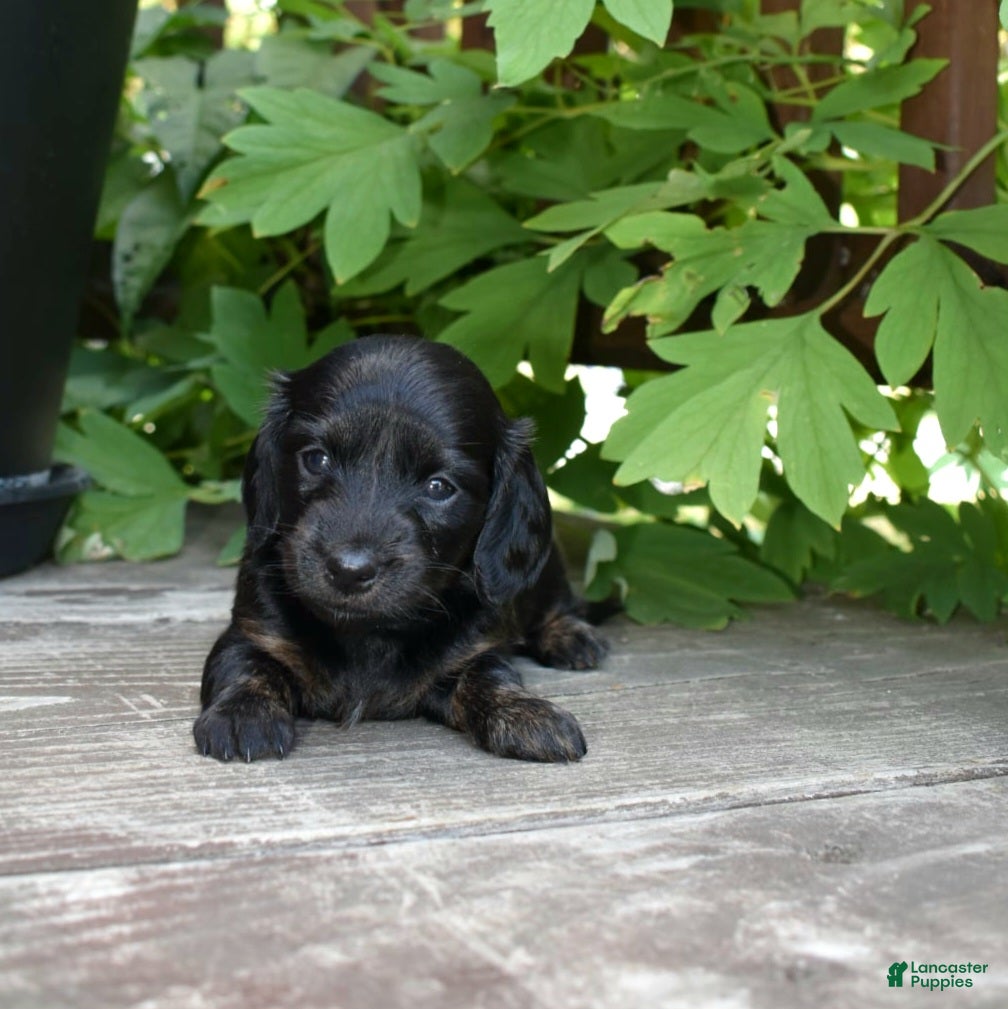 Miniature Dachshund dogs Abigail - Ad 21
