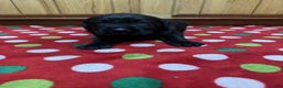 Labrador Retriever dogs for sale: Fern - Ad 1