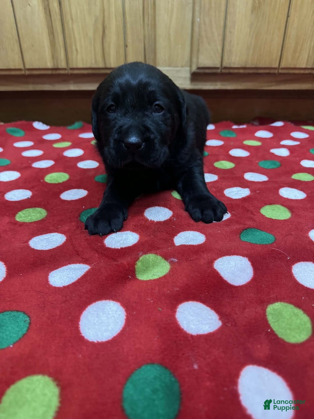 Labrador Retriever dogs for sale: Fern - Ad 1