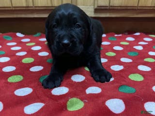 Labrador Retriever dogs Fern - Ad 32