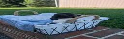 Miniature Dachshund dogs for sale: Pepper - Ad 3