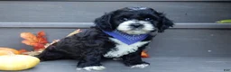 Cockapoo dogs for sale: Dakota - Ad 3
