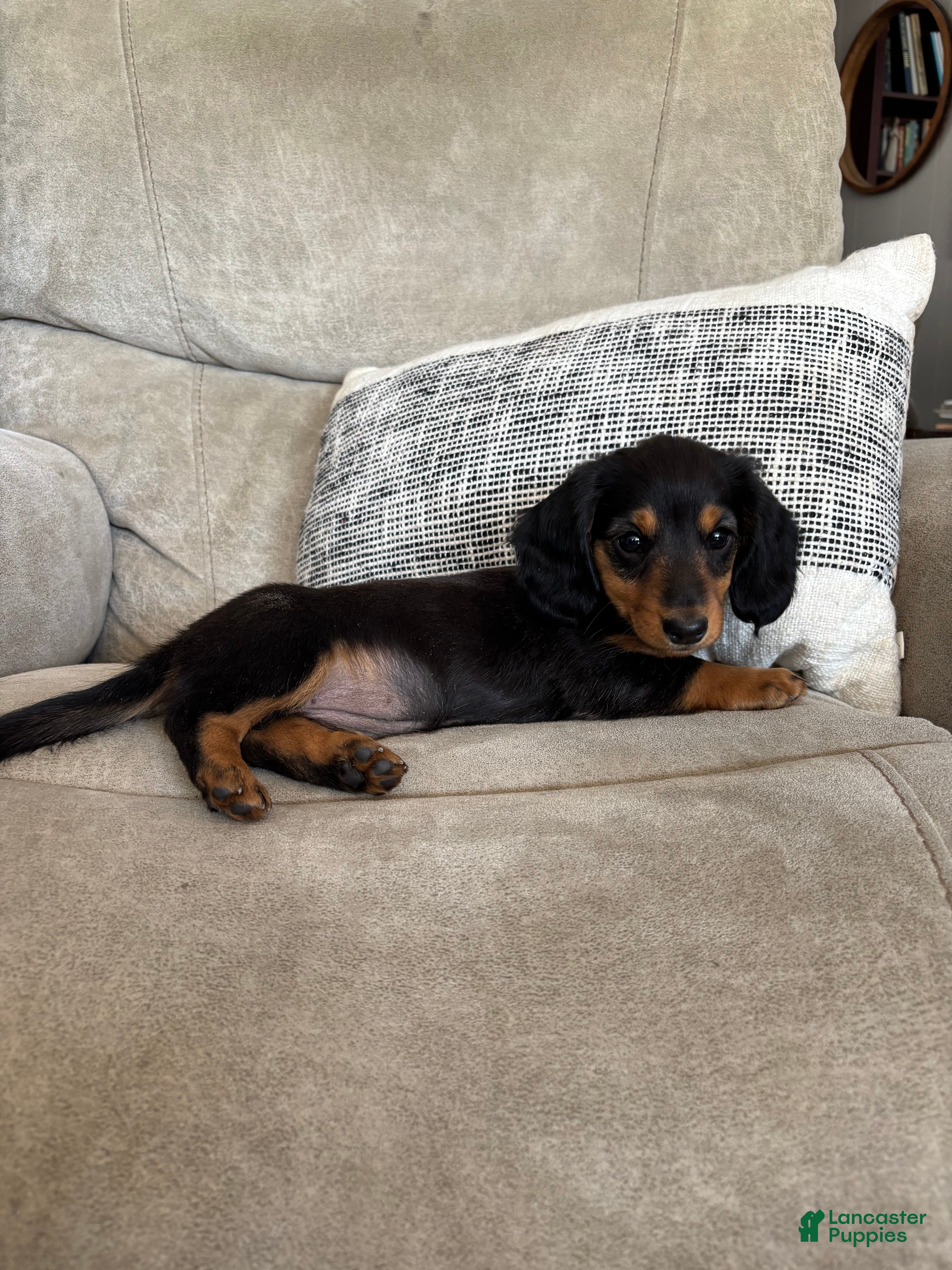 Miniature Dachshund dogs Raven - Ad 1