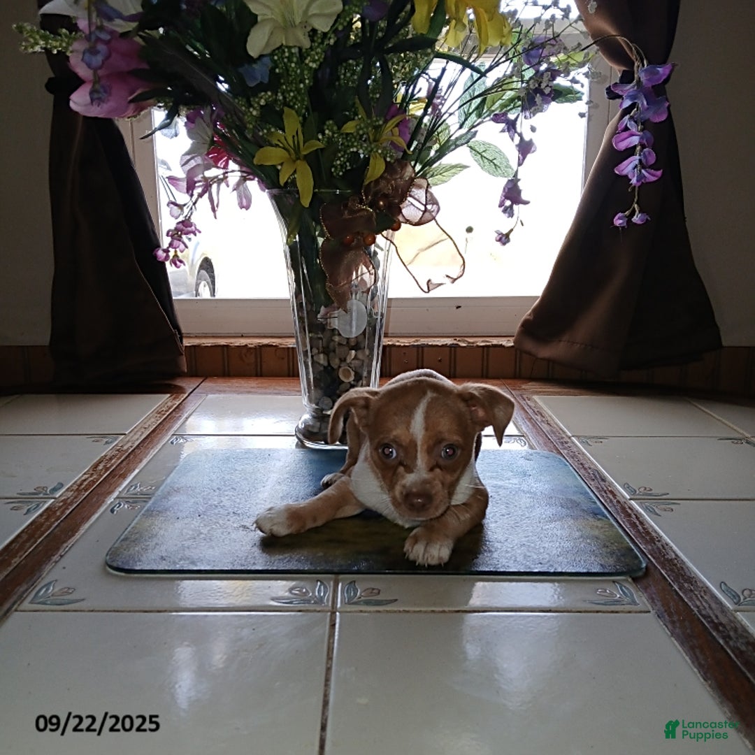 Chihuahua dogs for sale: Frisky - Ad 1