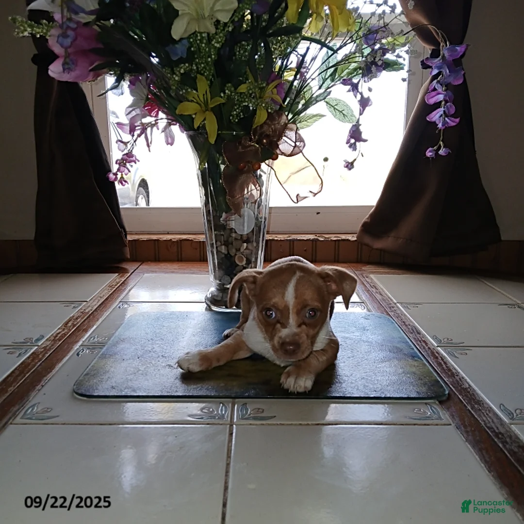 Chihuahua dogs for sale: Frisky - Ad 1