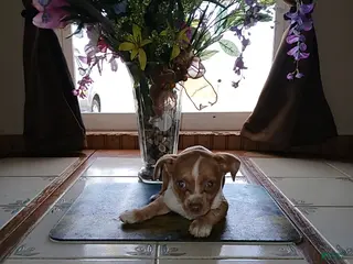 Chihuahua dogs Frisky - Ad 23