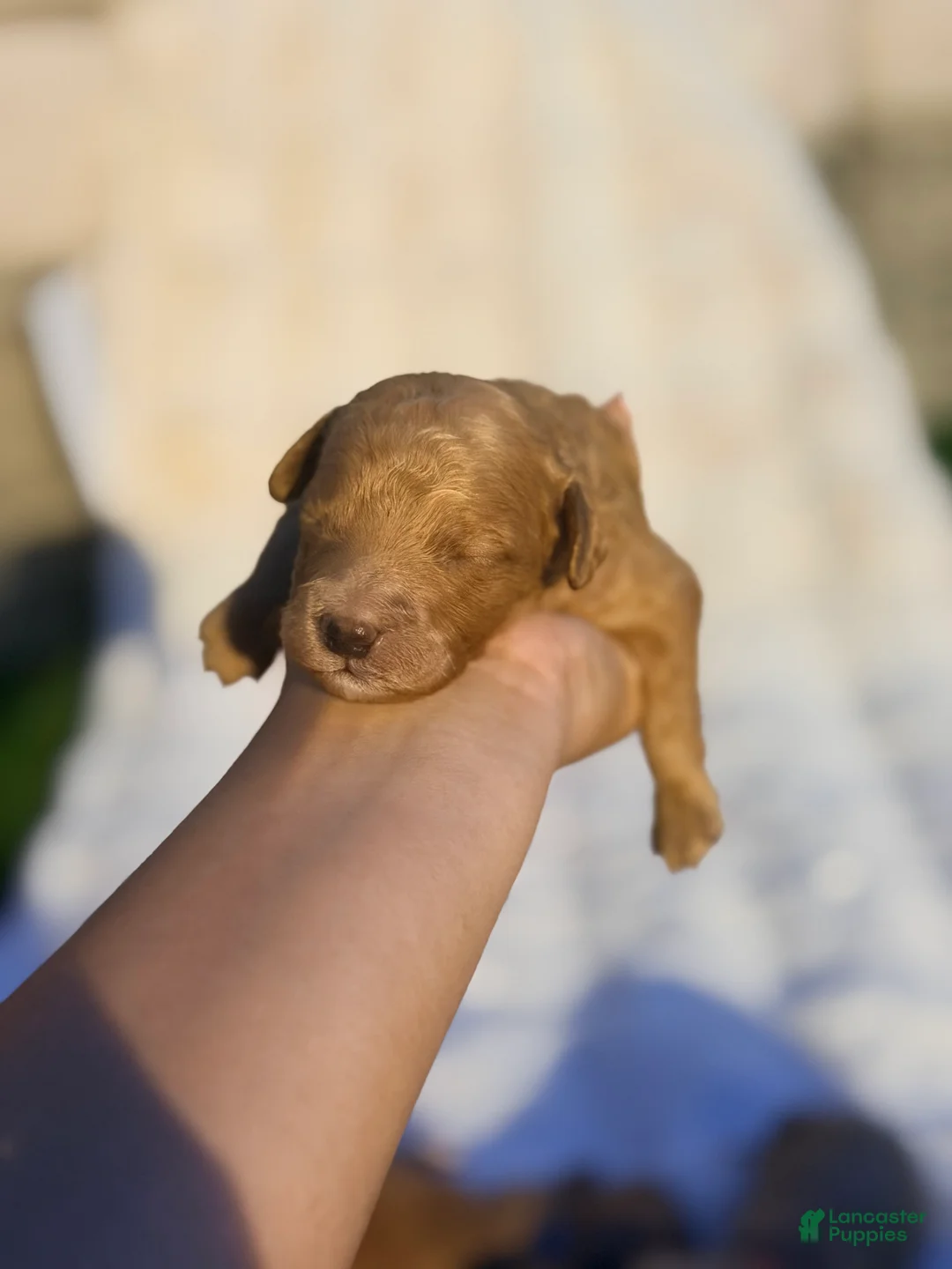 Irish Doodle dogs for sale: Olaf  - Ad 1