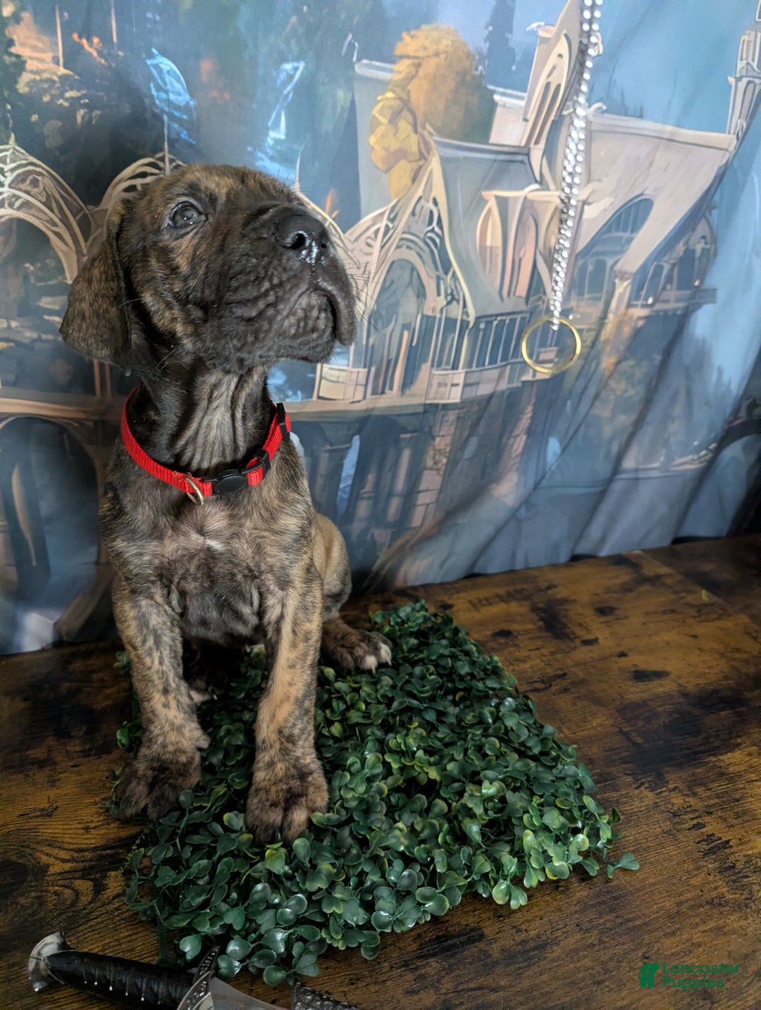 Great Dane dogs for sale: Aragorn Brindle Male Great Dane Puppy  - Ad 3