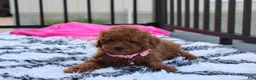 Miniature Poodle dogs for sale: Sasha  - Ad 7