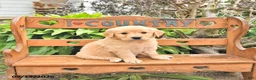 Golden Retriever dogs for sale: Dylan - Ad 1